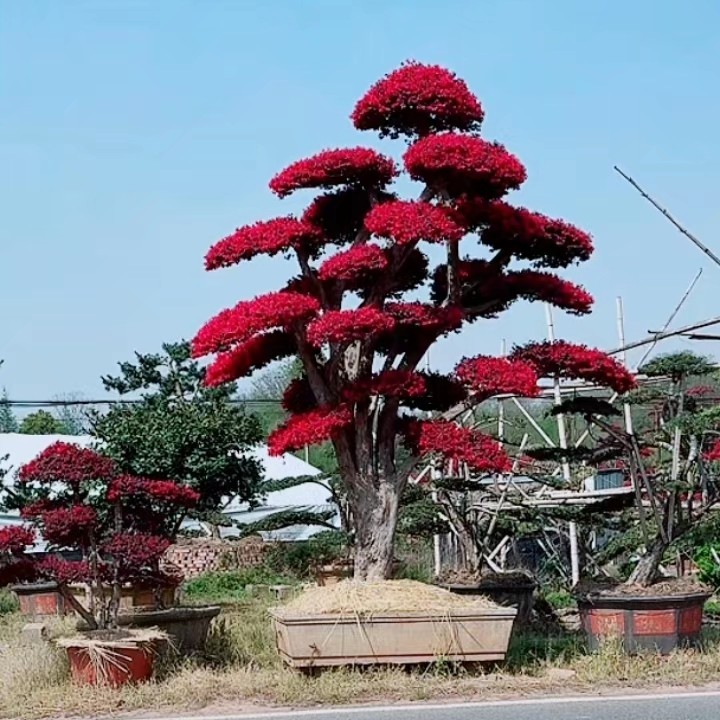 红花继木造型树别墅庭院地景老桩盆景原盆原土开花