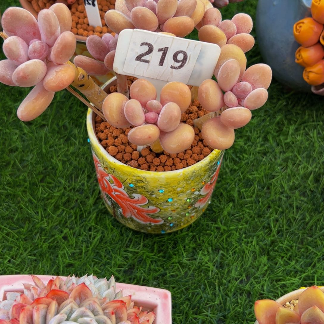 红*蛋黄奶小老桩219号