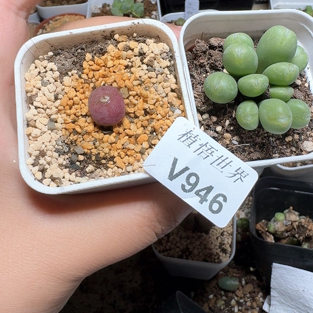 946盒多肉植物哇c f
