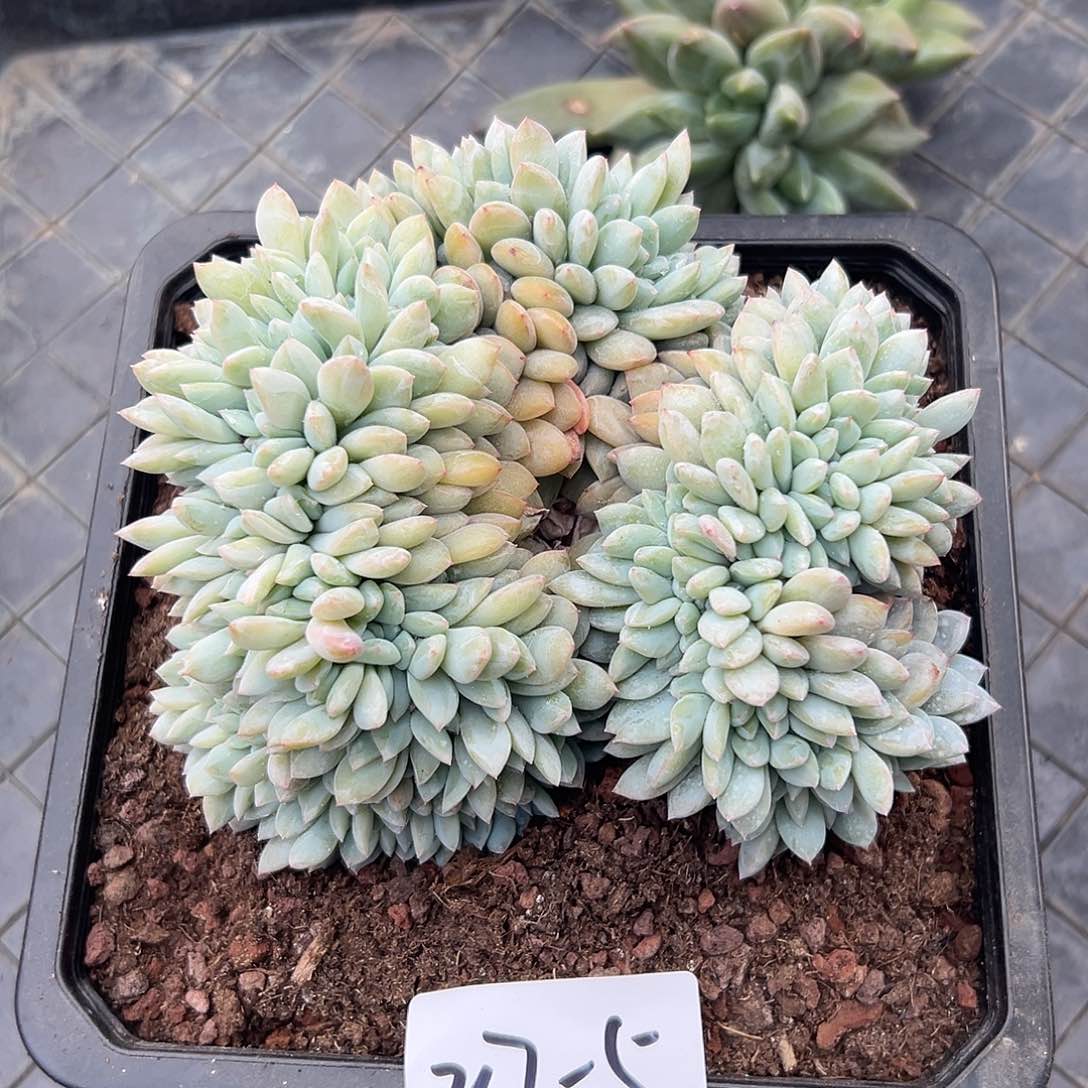 217-5橙子缀多肉