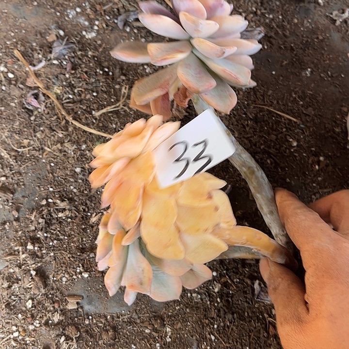 我***爱紫乐景33号多肉植物精品