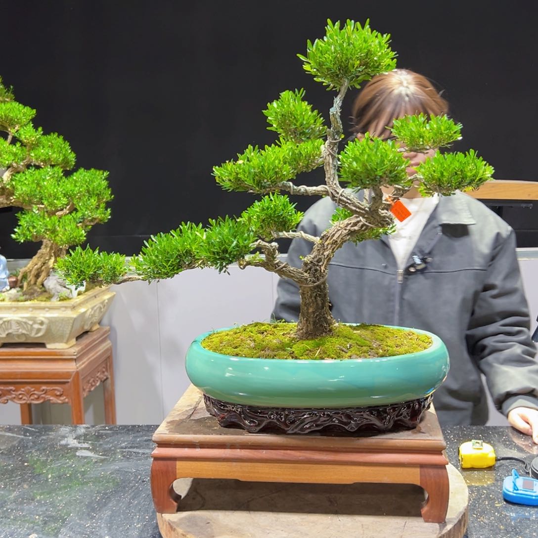 四季常青老桩黄杨盆景