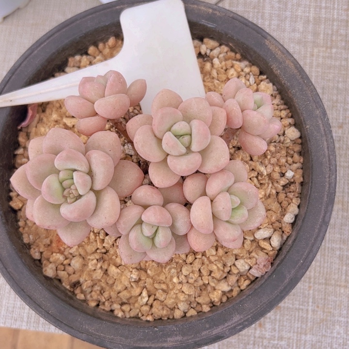 健健康康平平安安