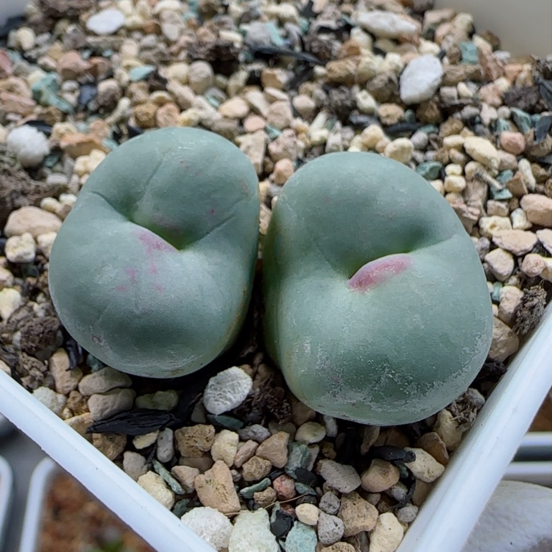 1-22-6-4当天满58包邮大型嘟嘟红嘴2cm多肉脱土