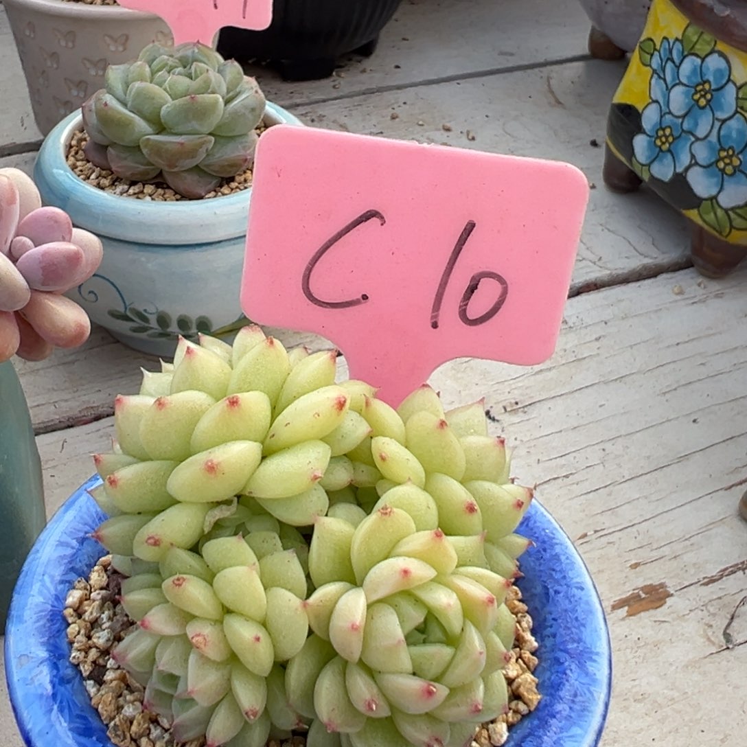 多肉植物一物一拍