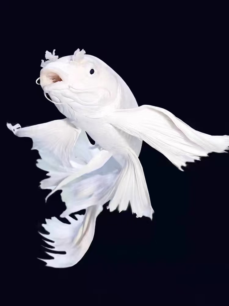 观赏鱼【养殖纯种蝴蝶鲤直播间随便改的链0-30公分】渔场发货