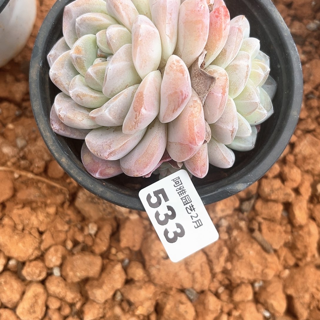 阿雅园艺。       533