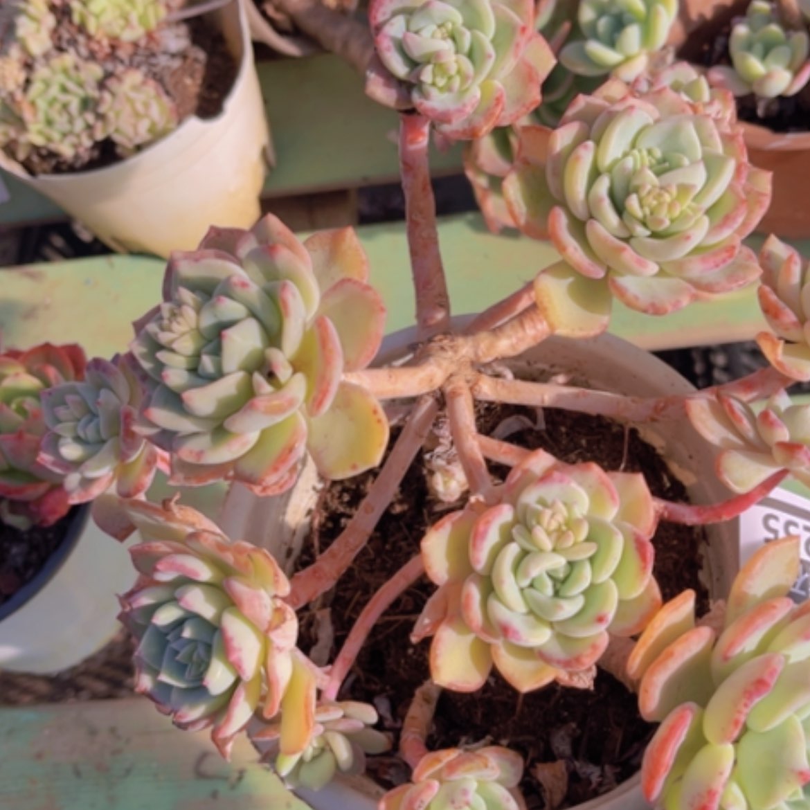 【闪购商品】千山雪08255