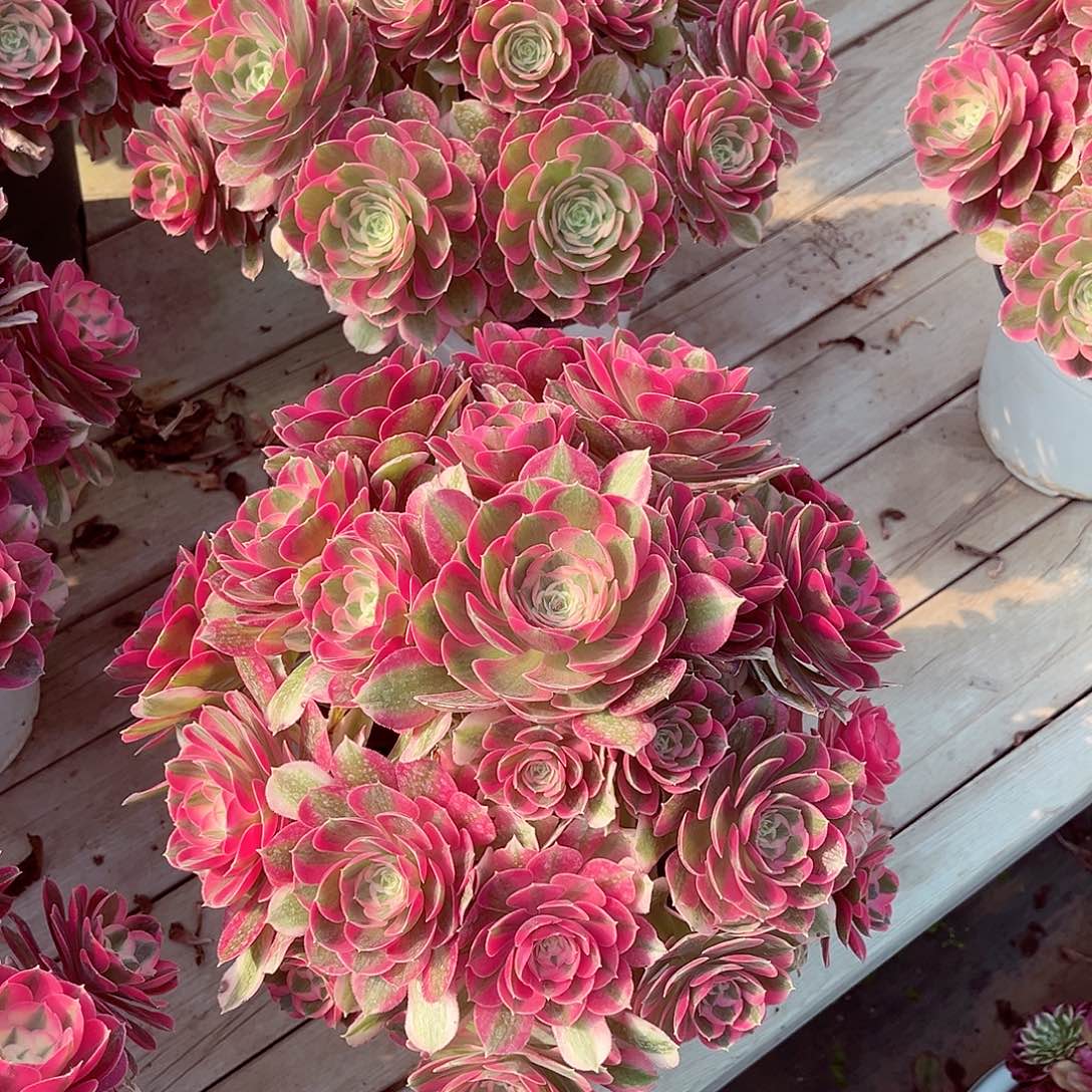 法师多肉植物胭脂雪