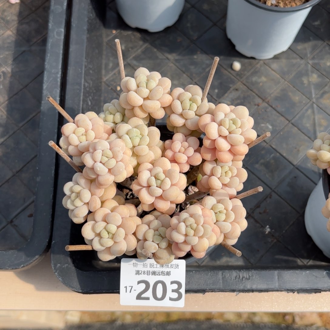 韩系洛可可老桩多肉