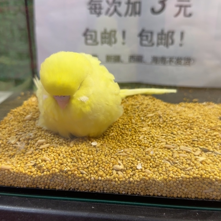 虎皮鹦鹉大头虎皮鹦鹉