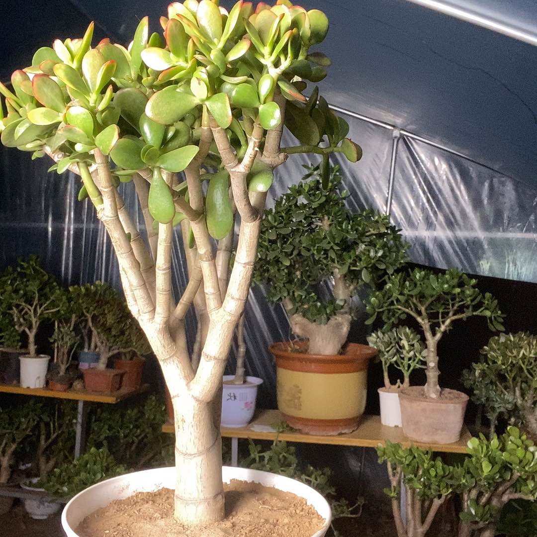 早***阳当前无花栽培后可以开花