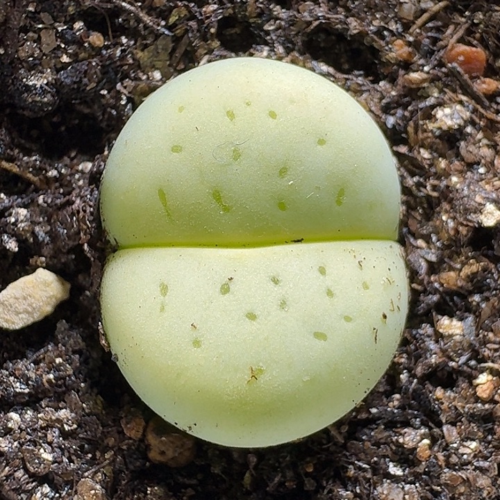 生石花11111121。   163