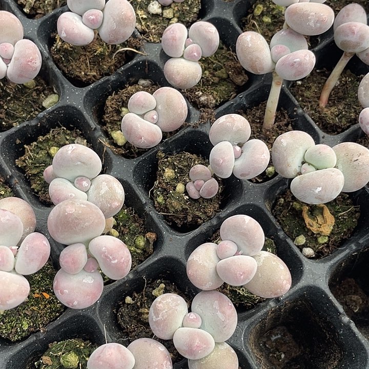 彩虹奶5.8元3颗随机发