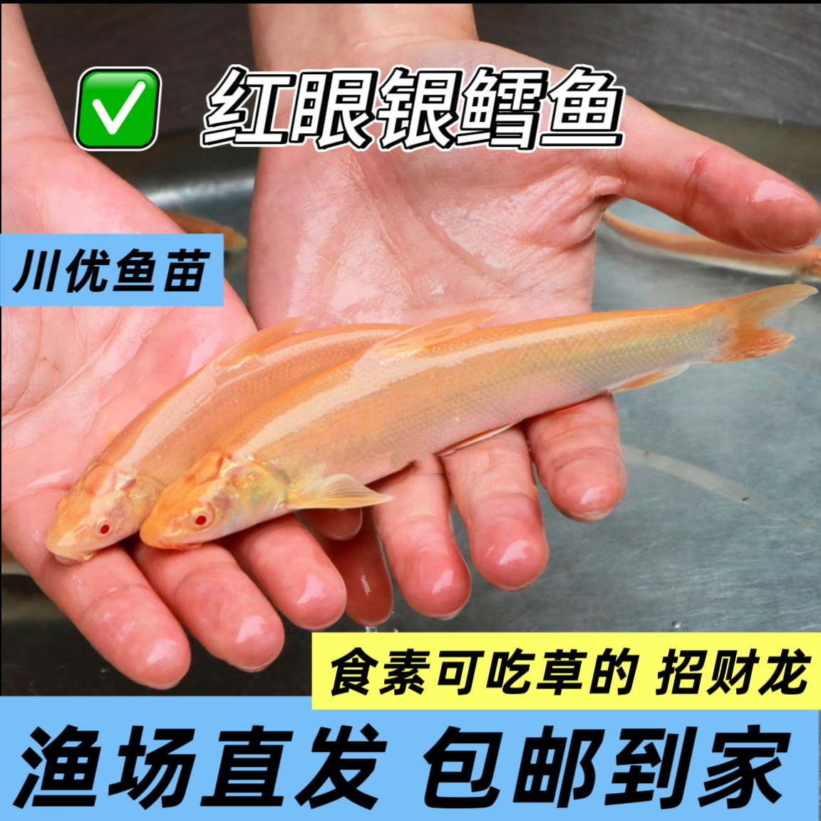 红眼银鳕鱼 招财龙 大麟鲃 淡水观赏鱼食素可吃草