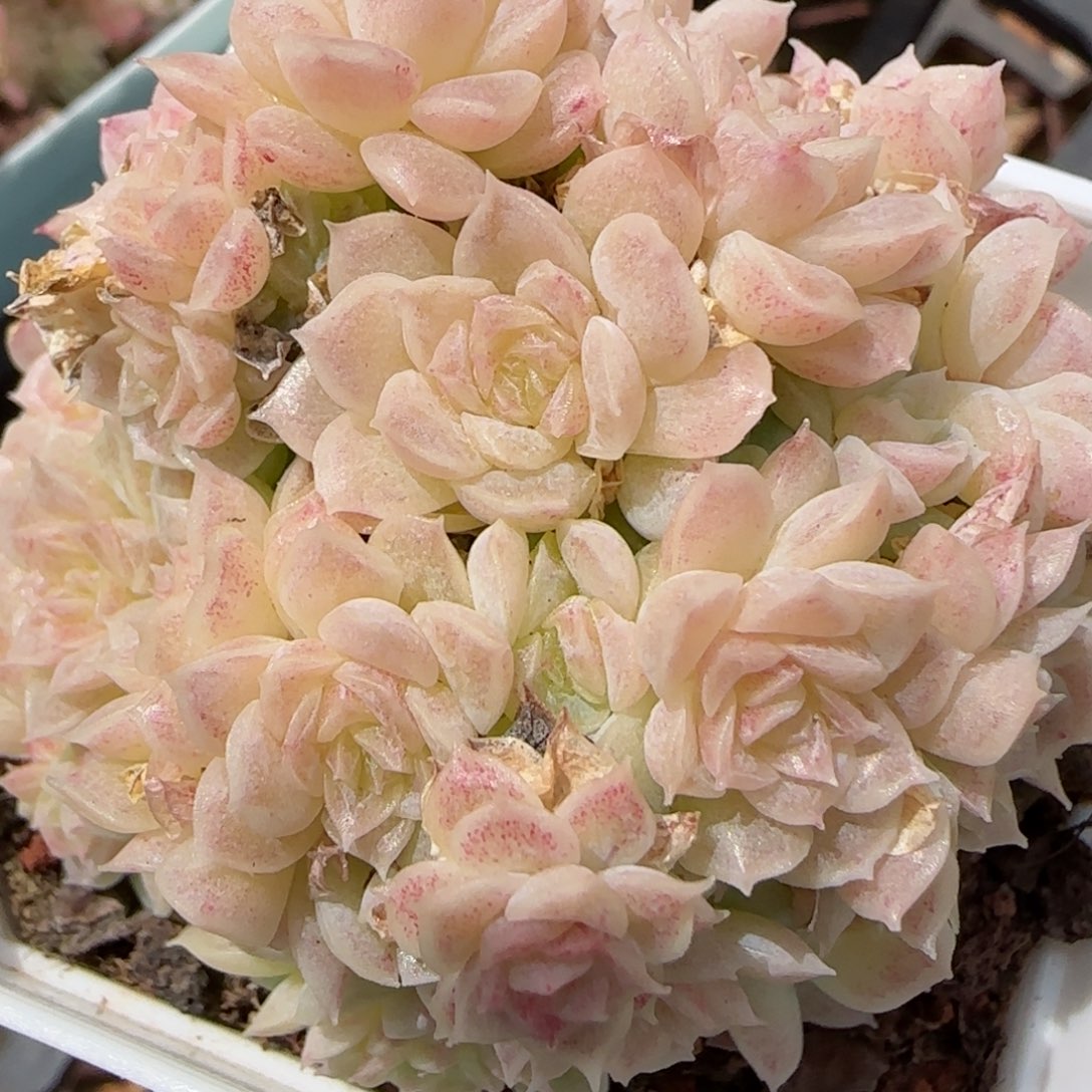 花语逸镜0311-219散