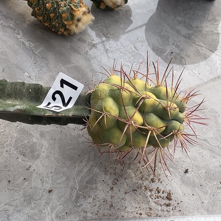 完全开放521非冠龙锦