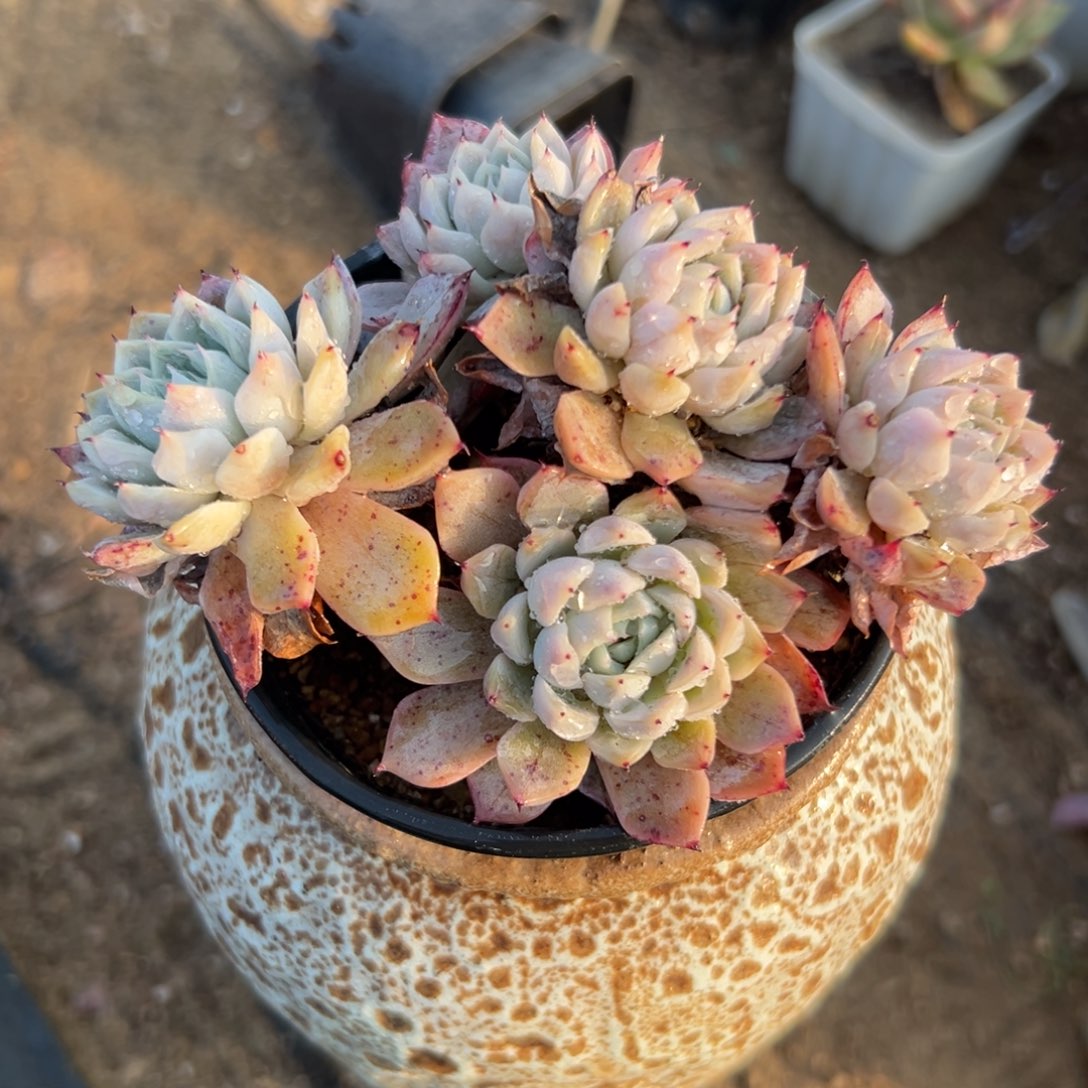多肉植物多肉植物