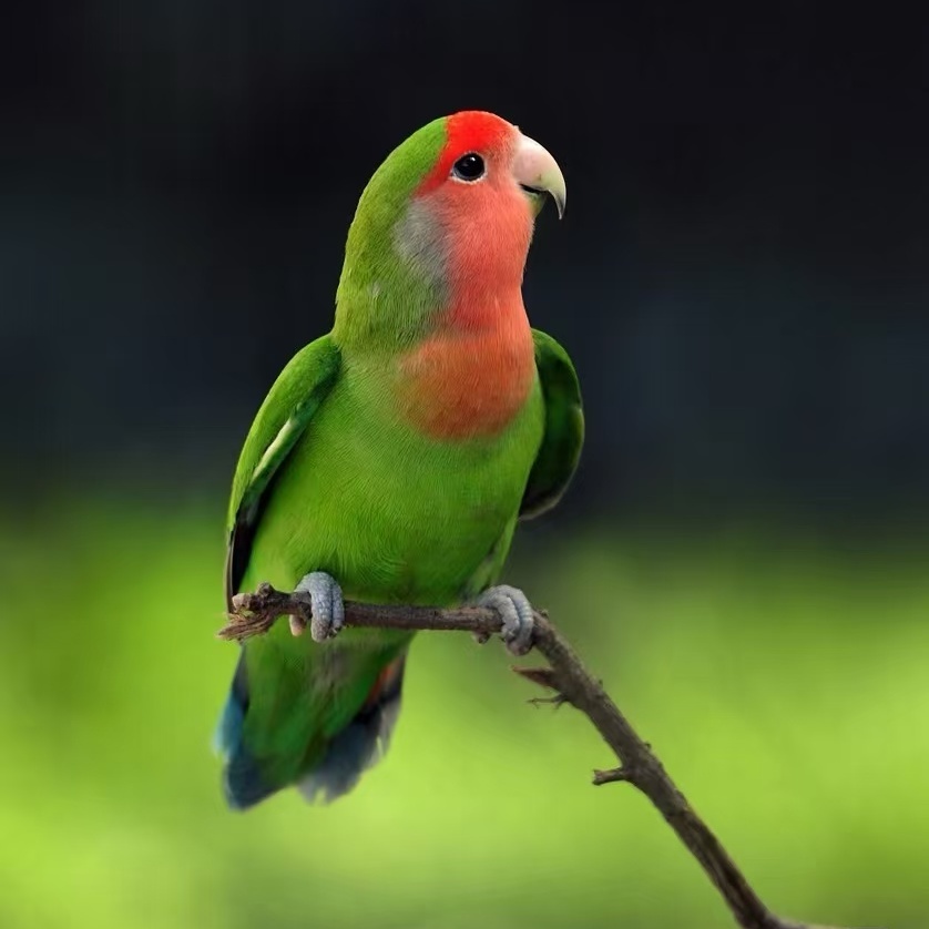 手养牡丹鹦鹉活体包邮