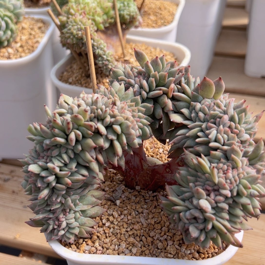 倩*新年快乐啊宝宝们88888888888