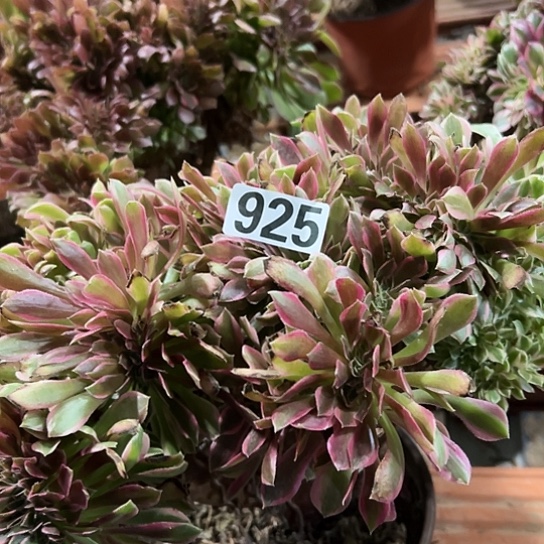 敏***多肉植物一个女神925