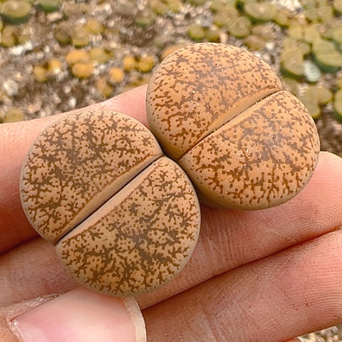 【闪购商品】20289