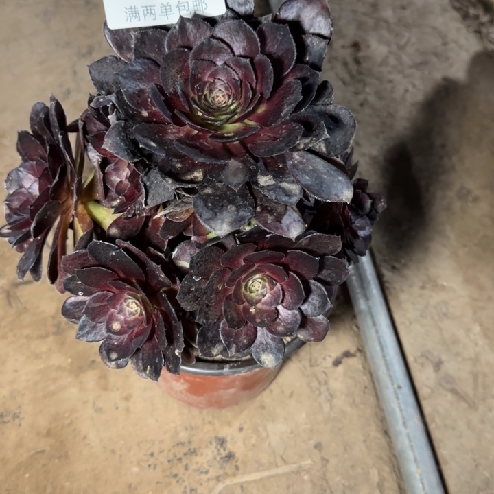 7729黑美人多肉植物