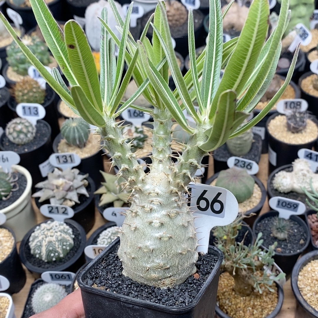 166号实生象牙宫5cm