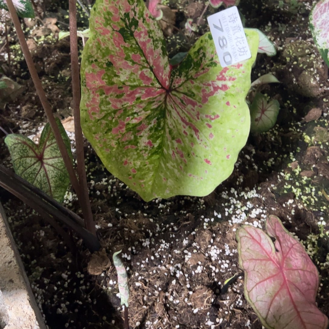 夏***豆无花朵             780覆盆子不包售后