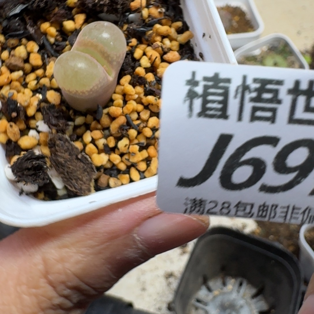 是***～多肉植物的人生fhnn