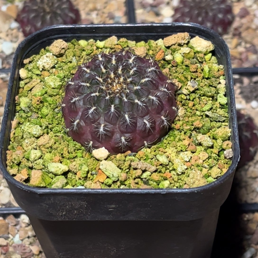 侧芽扦插繁殖带盆发货