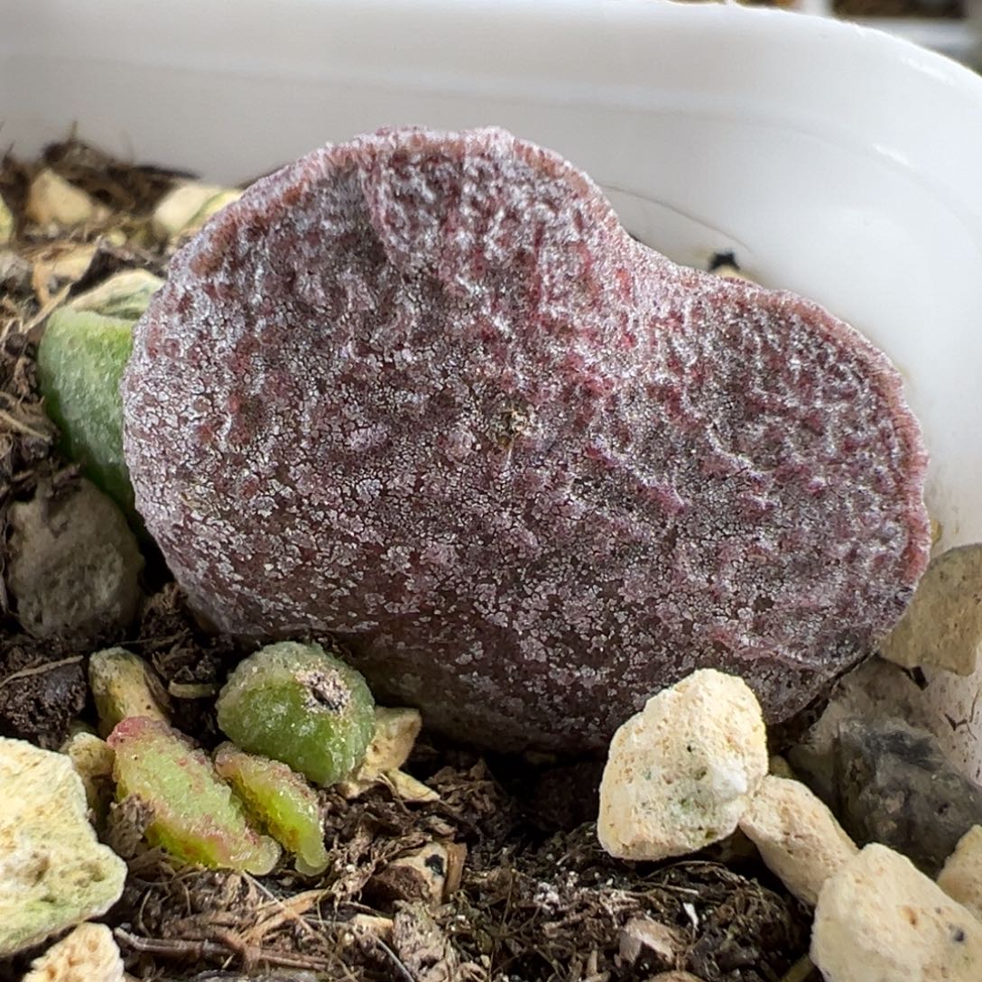 实生新品大苗多肉植物水泡