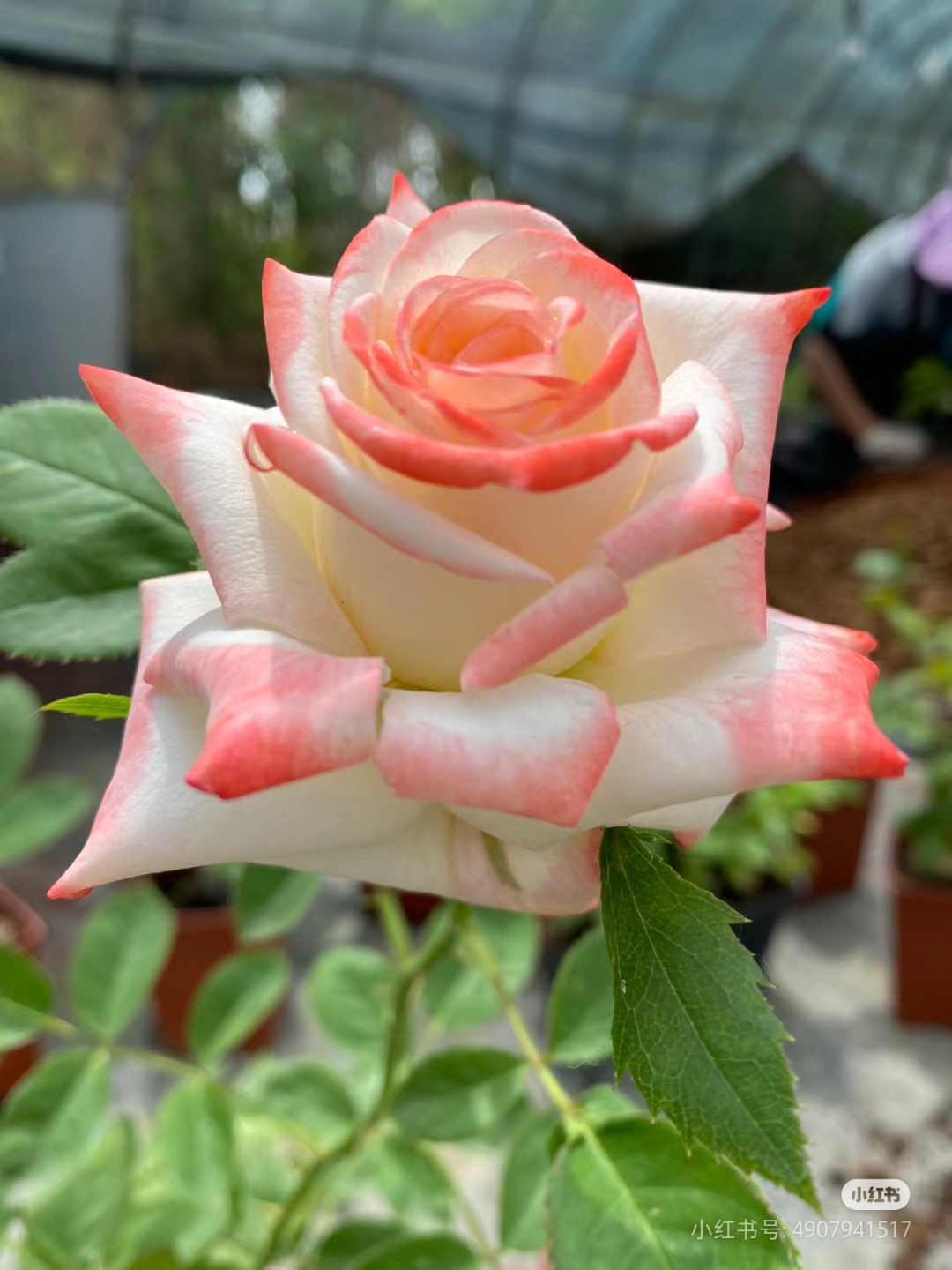 法拉皇后，复色切花玫瑰花型扦插中苗月季