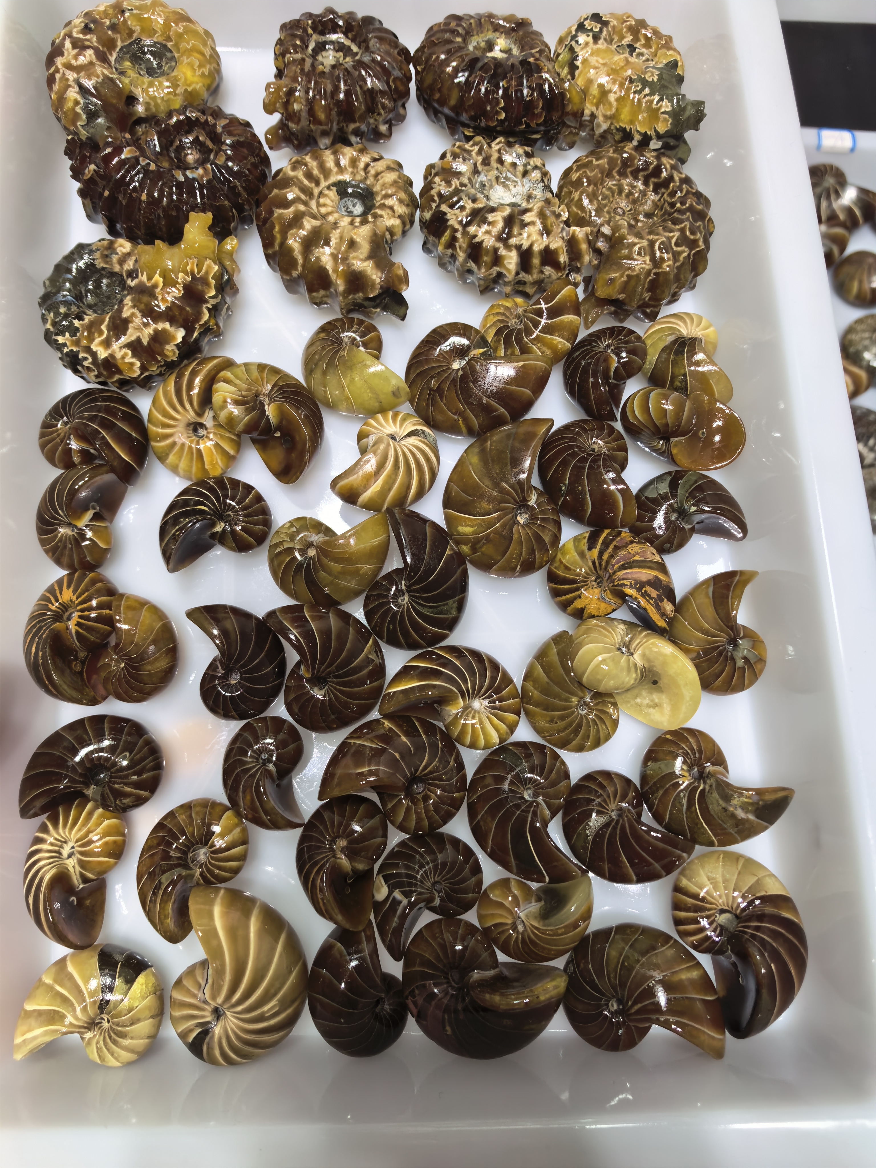 海洋奇石螺，家居摆件