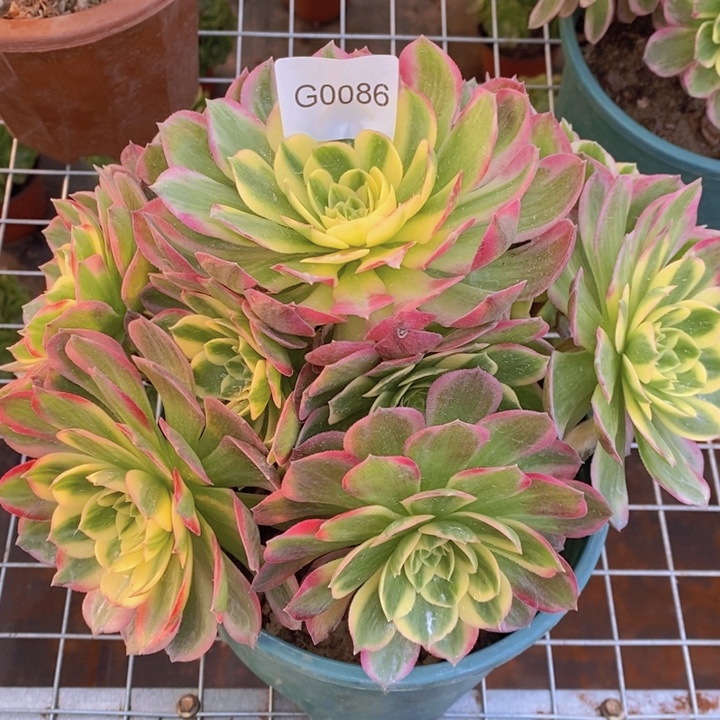 闪购法师1棵海王0086