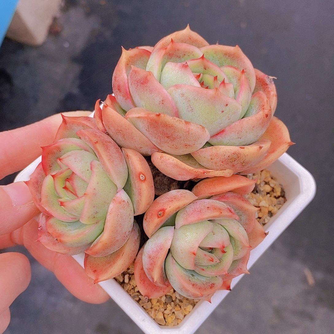290多肉植物老桩
