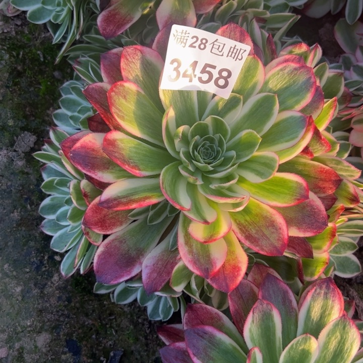 3458南海王多肉植物