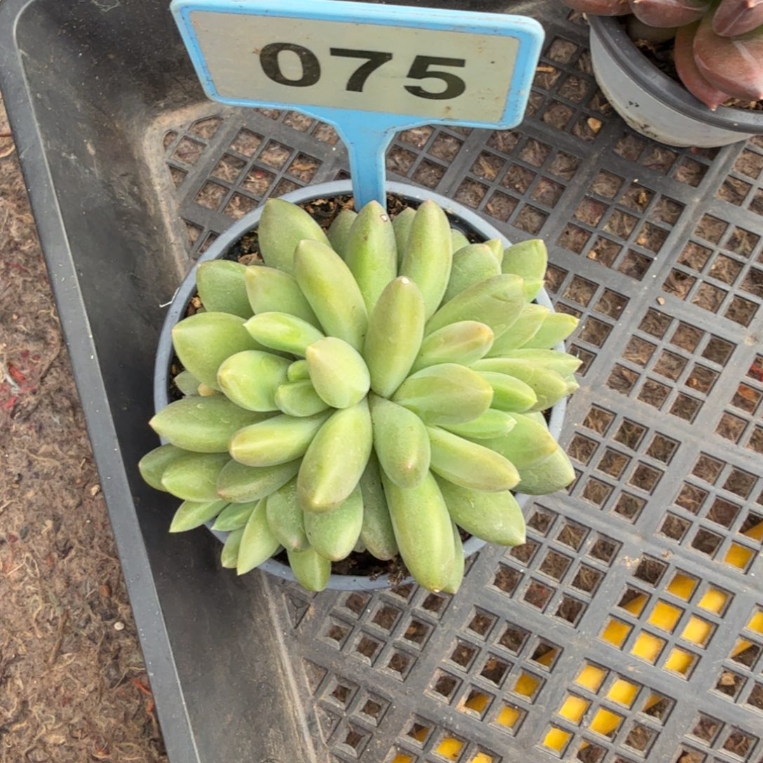 多肉植物橙色奇迹075