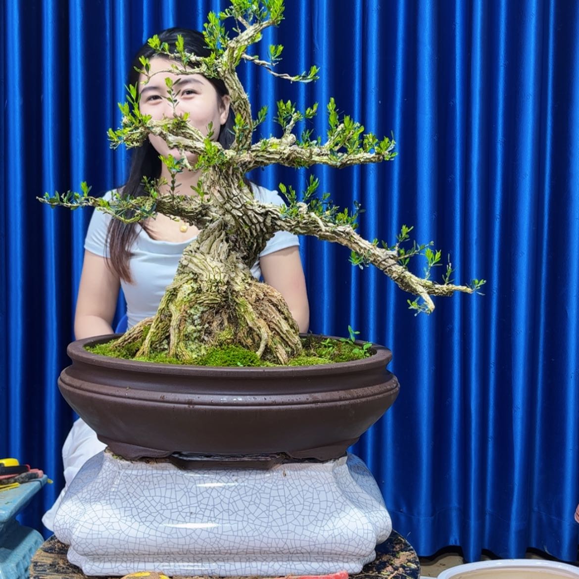 【闪购商品】广东雀舌黄杨盆景