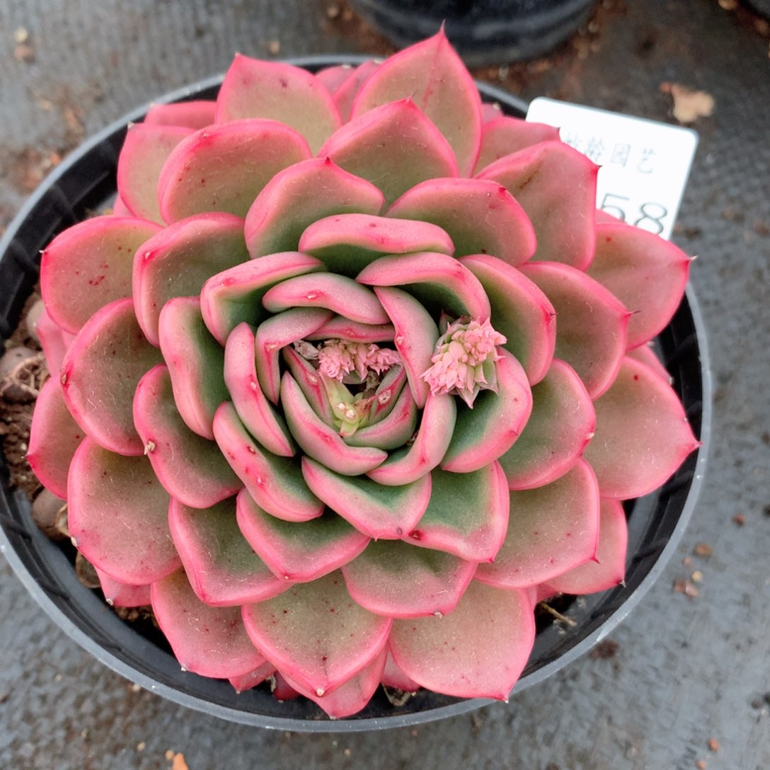 9358新年快乐发发发