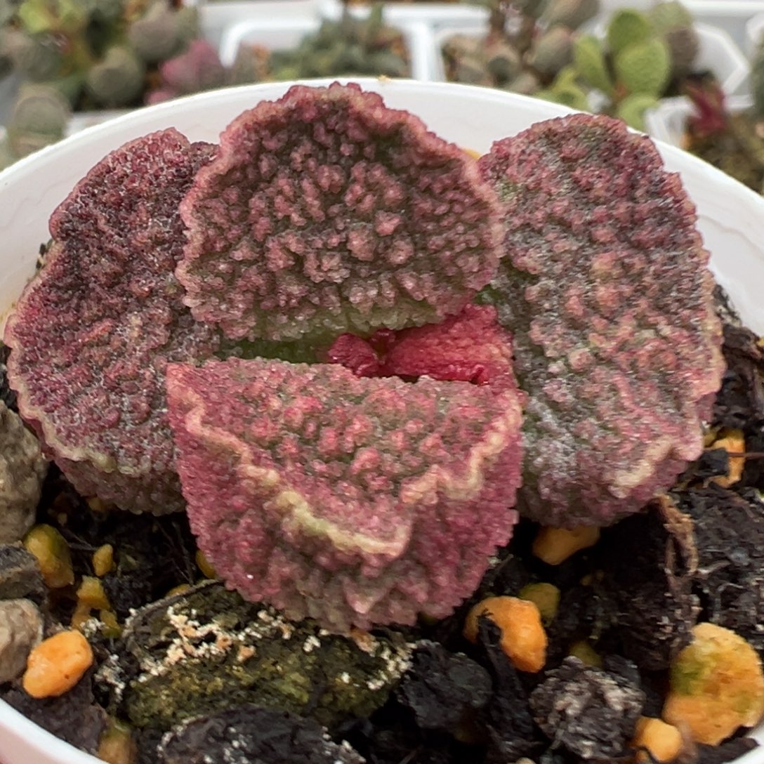 圆叶蝴蝶结实生新品车厘子红