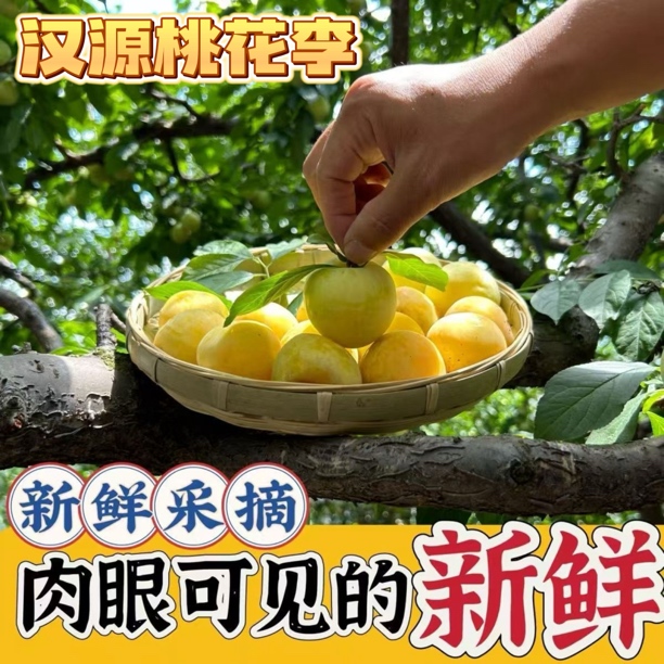 四川桃花李冰糖李子新鲜水果李子玉皇李3斤5斤现摘现发汁水充足