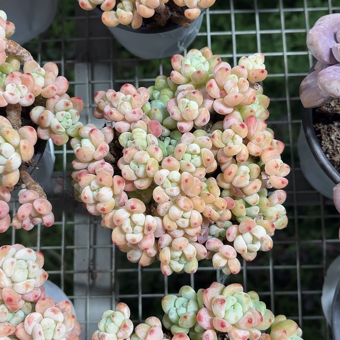 香水罗琦13-15㎝左右