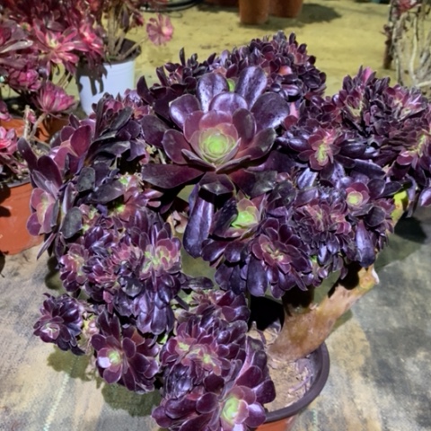 欧紫缀多肉植物057