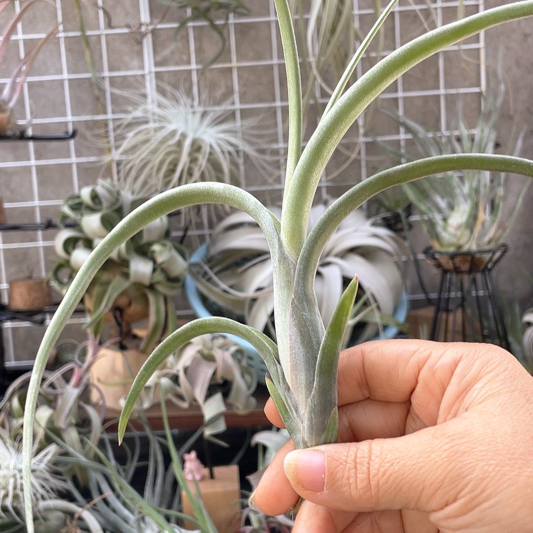 墨***寒花中花31号空气凤梨