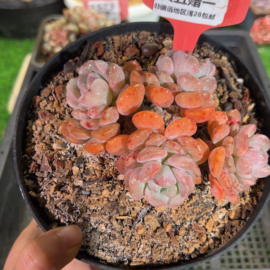 表妹精品多肉1667.