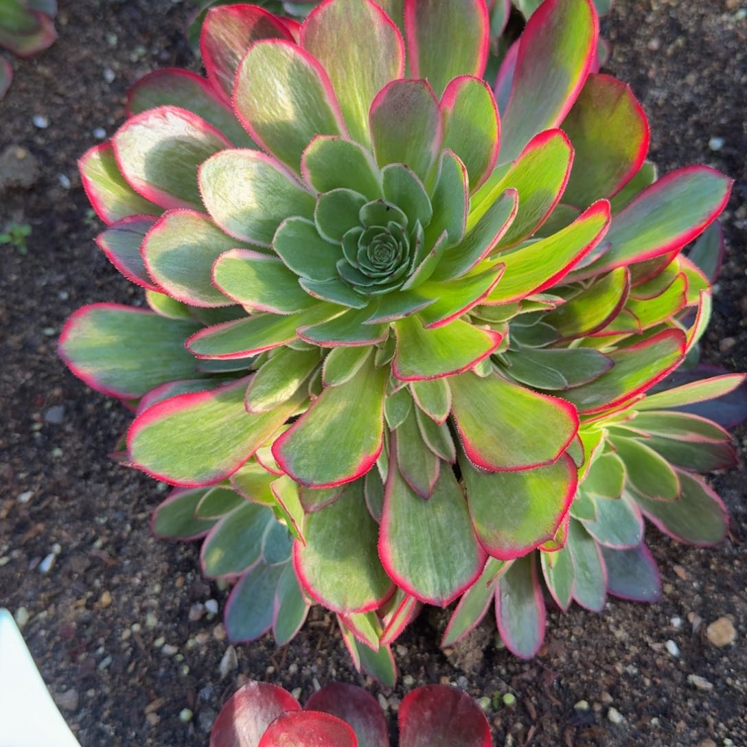 907粉花妖。多肉植物