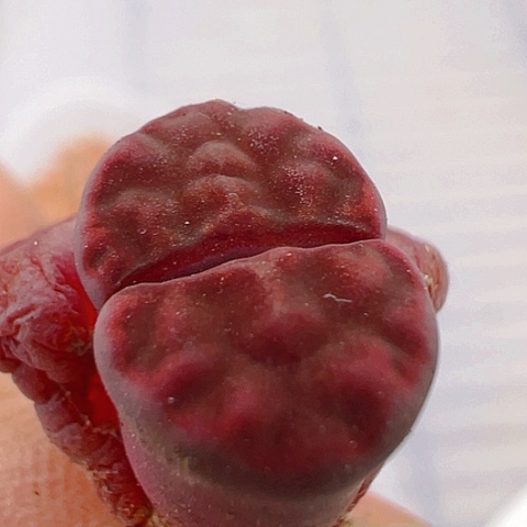 【闪购商品】24683