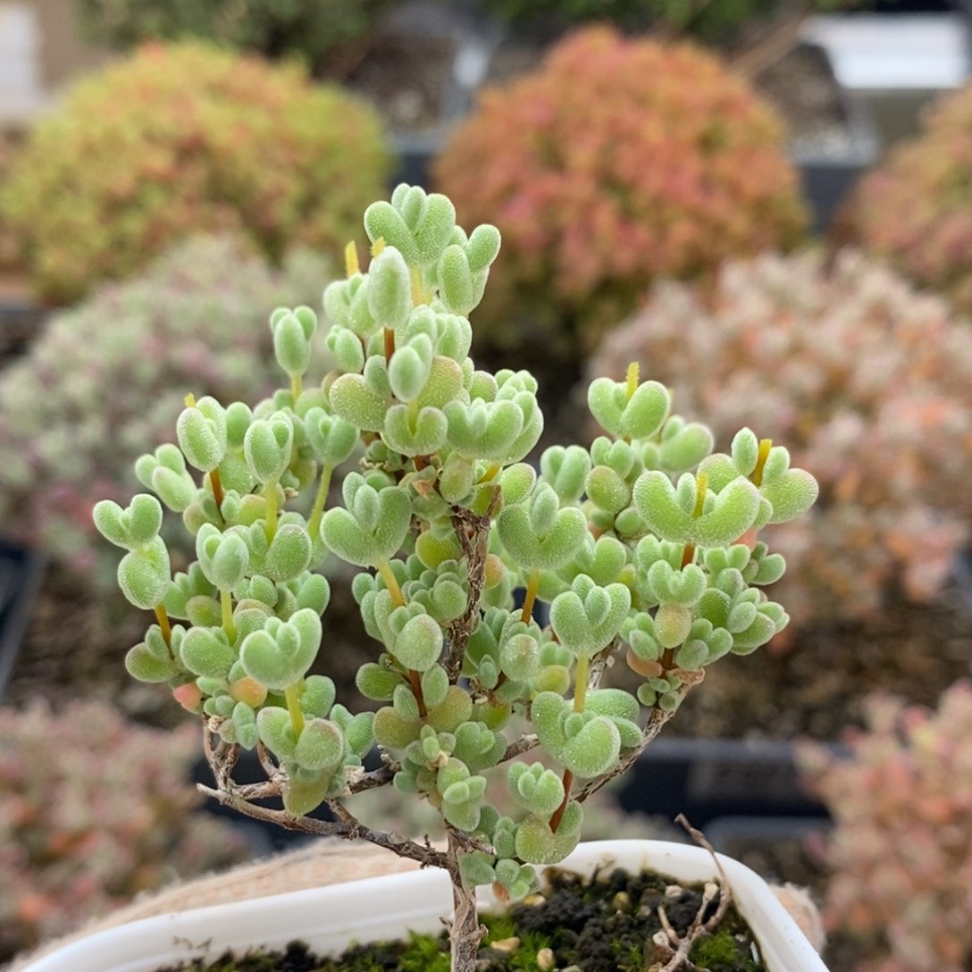 实生莱斯8525枝干番杏