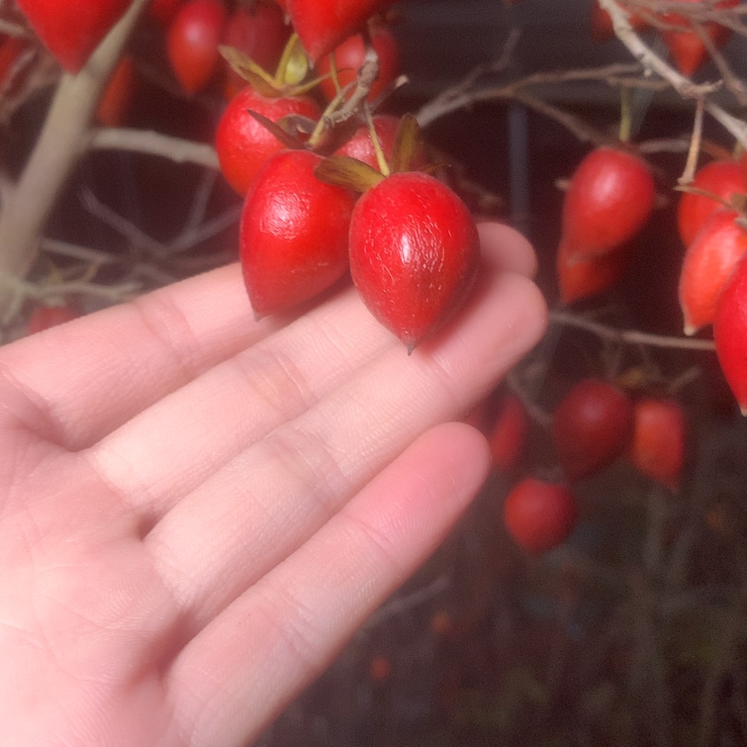 无花朵老鸦的眼睛